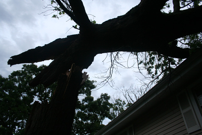 Tree Against Morning Sky